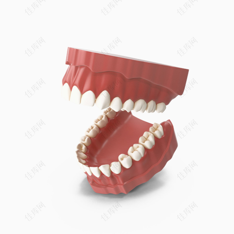 咬合牙齿模型