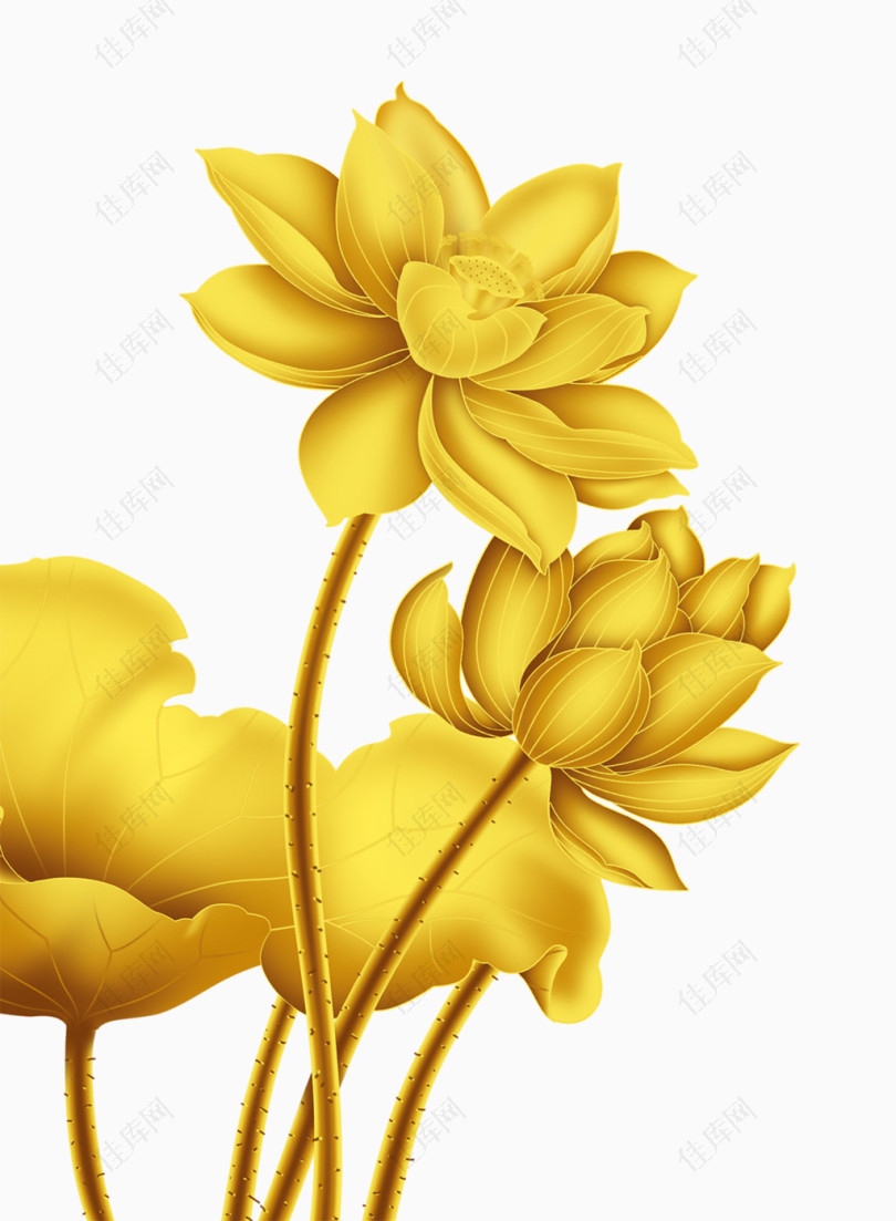 金色莲花鲜花素材