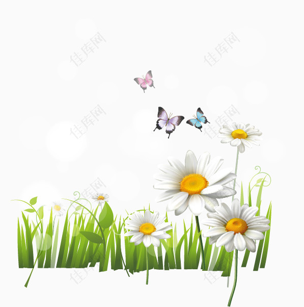 白色雏菊花丛和蝴蝶矢量素材