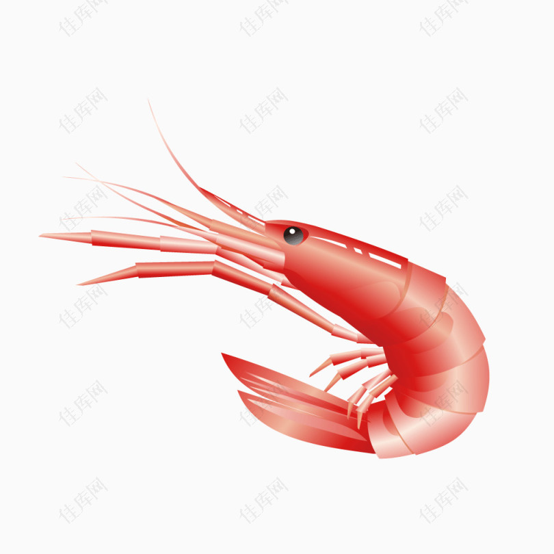 红色大虾食物海鲜