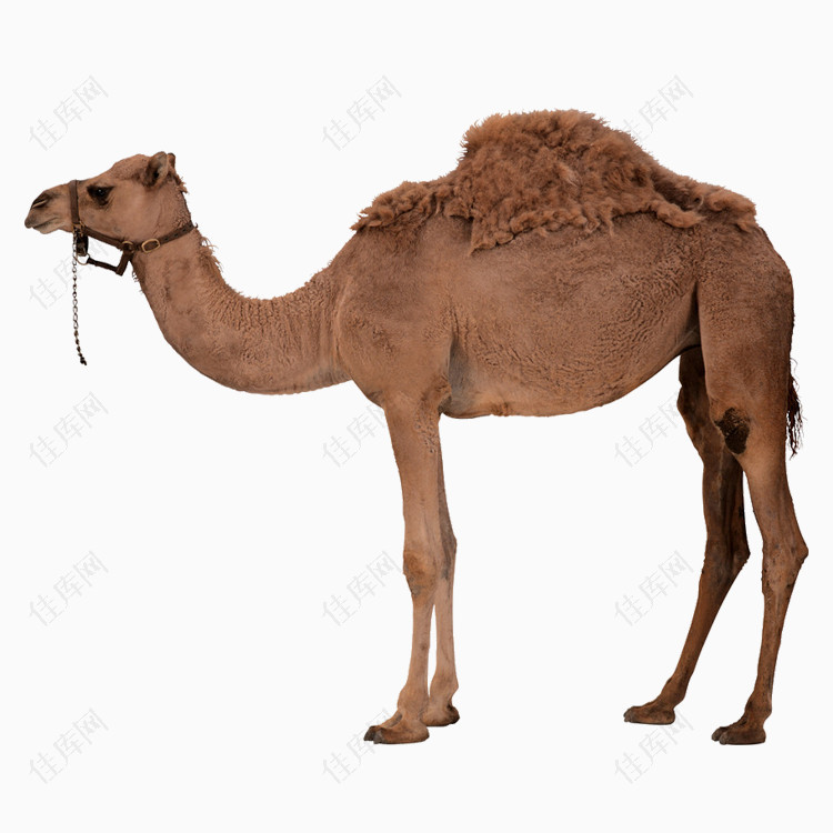 骆驼免抠png