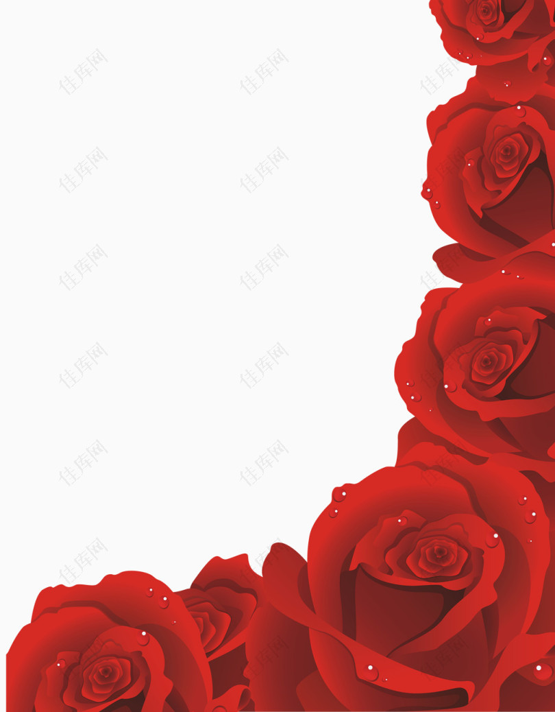 女王节玫瑰花鲜花图片