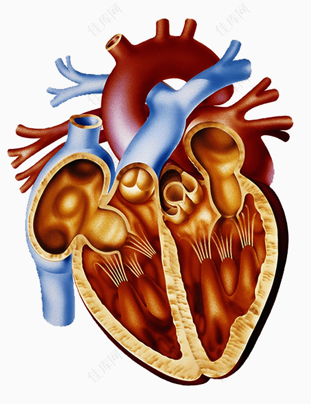 心脏剖面图