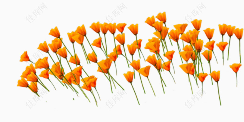 橙色花朵手绘花朵郁金香花海