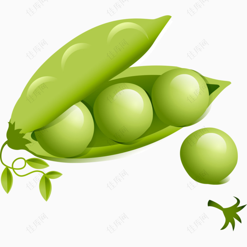 绿色荷兰豆