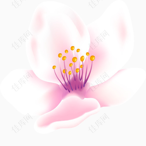 浅紫花苞图