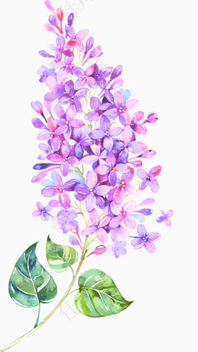 紫色彩绘花朵