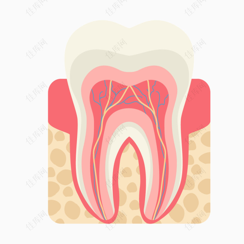 医学牙齿解剖图