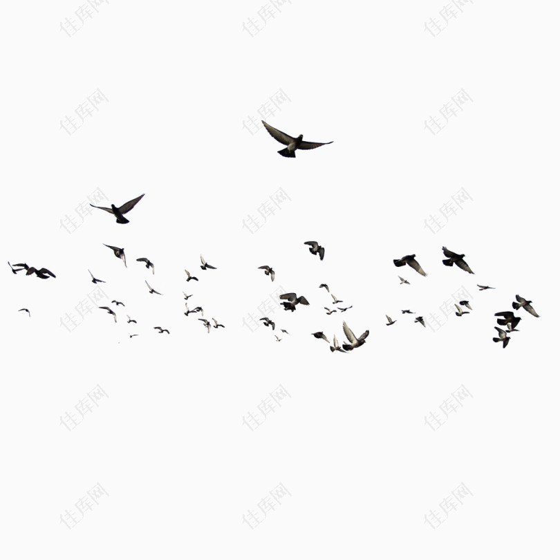 飞鸽动物成群的小鸟