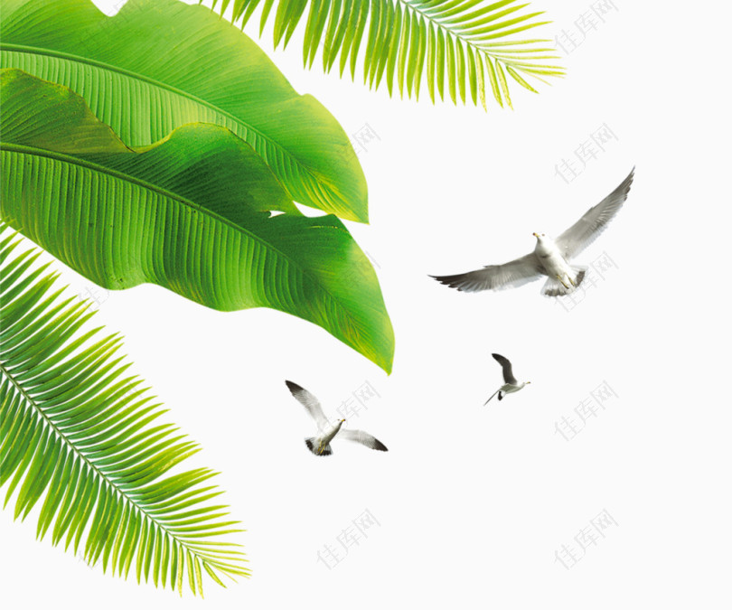 小清新热带树叶海鸥
