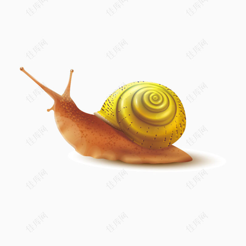 金色背壳的蜗牛