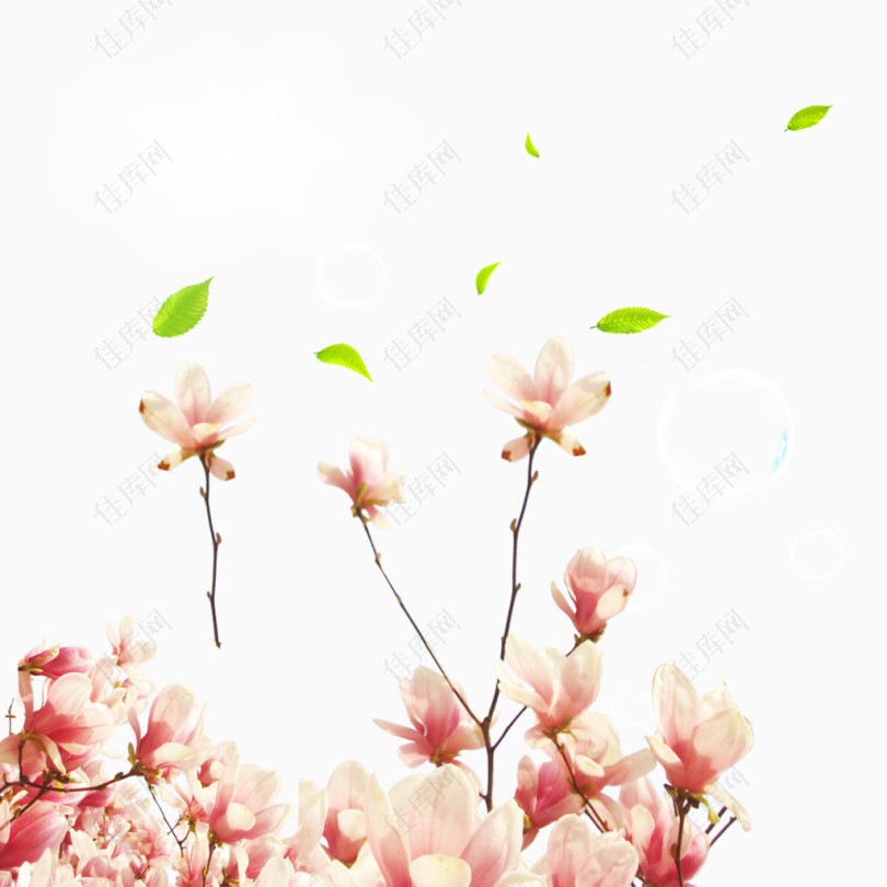 粉色浪漫木兰花