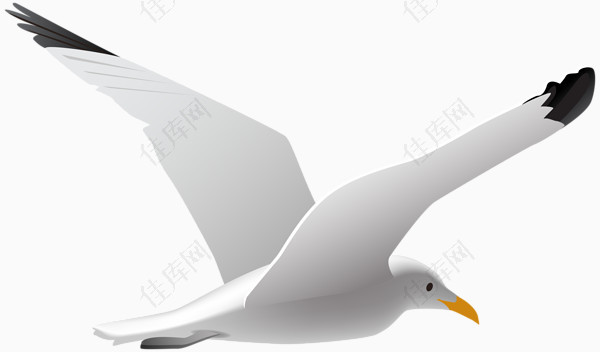 飞翔的白色海鸥