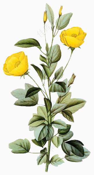手绘黄色花朵玫瑰花朵素材