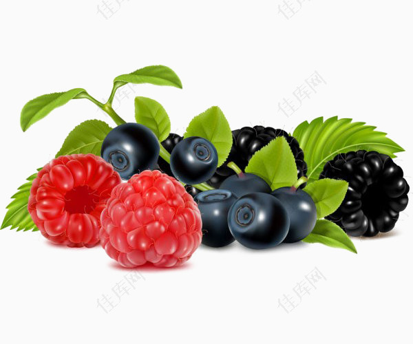 蓝莓覆盆子水果矢量图素材