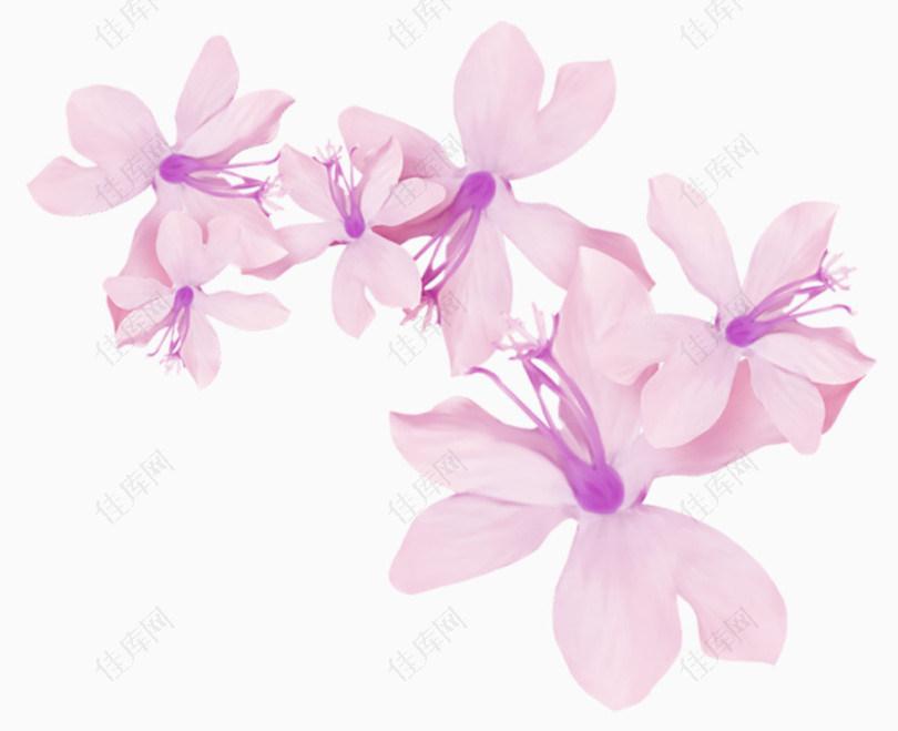 紫色小花瓣
