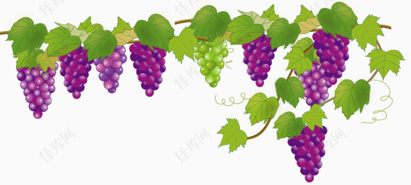 手绘紫色葡萄