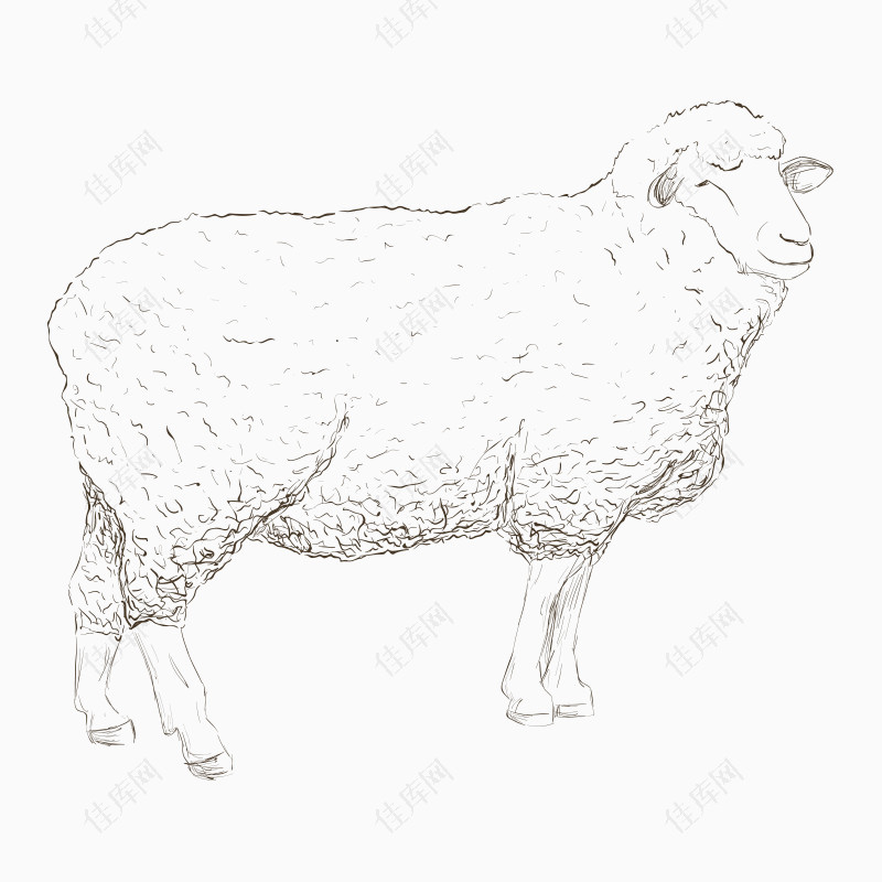 卡通手绘绵羊