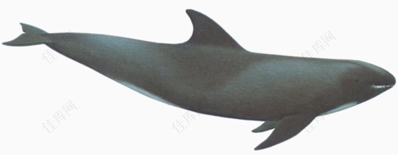 哺乳动物鲸鱼