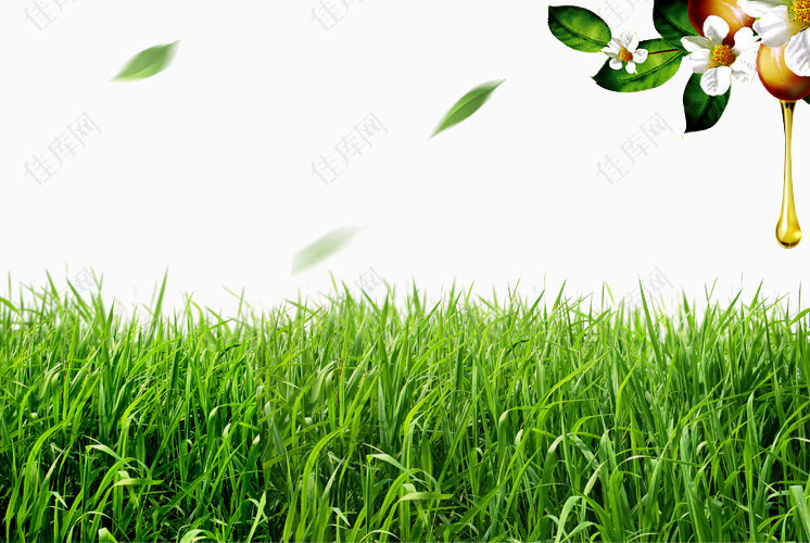 绿色草地