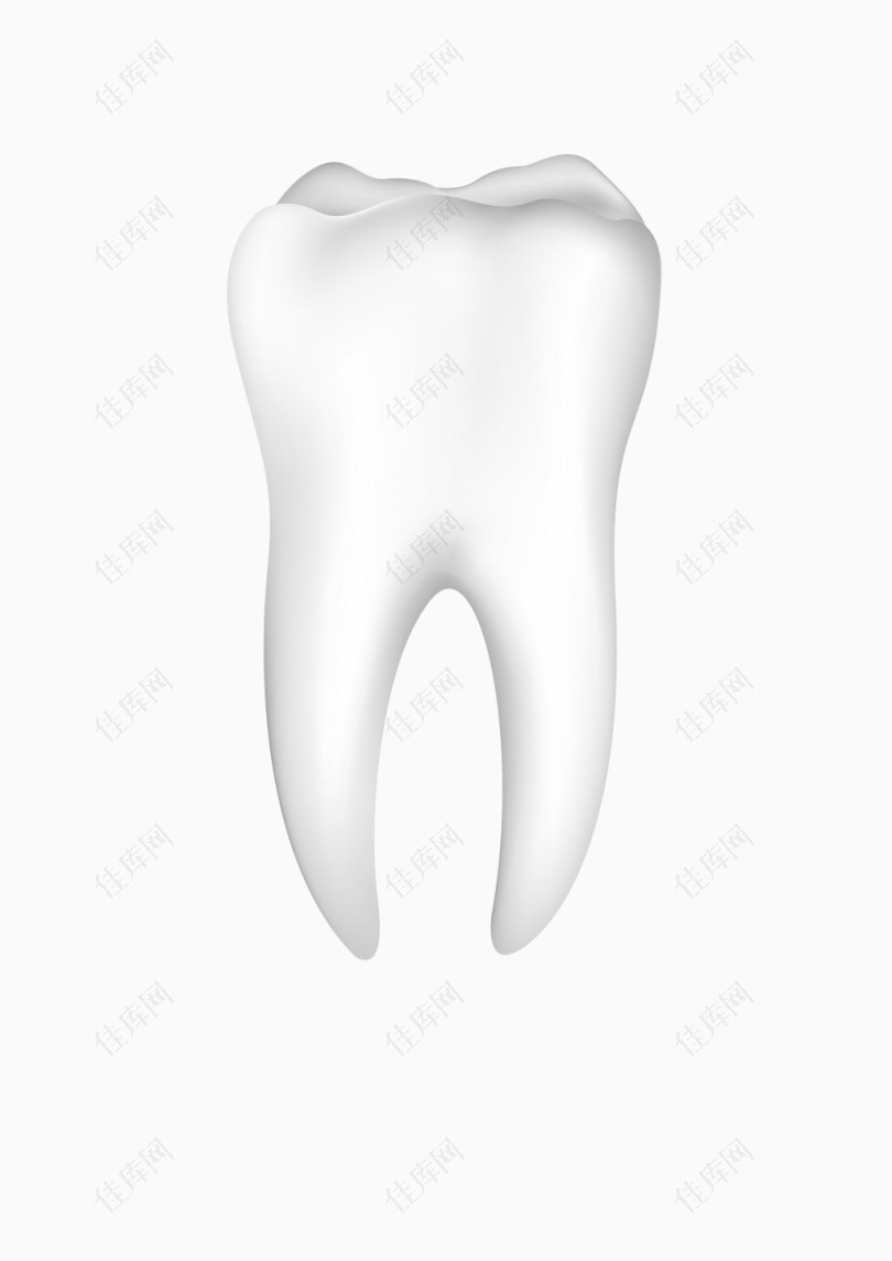 洁白的牙齿健康的牙齿单个牙齿