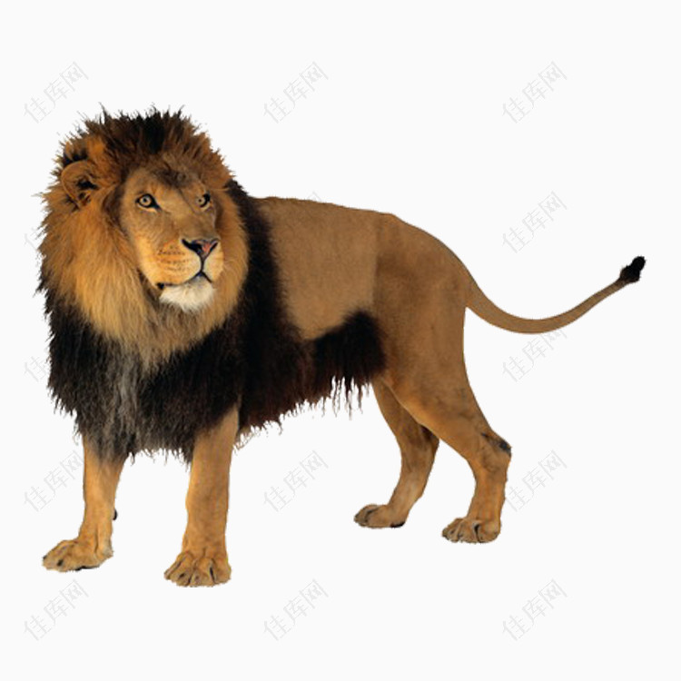 狮子免抠PNG图片素材