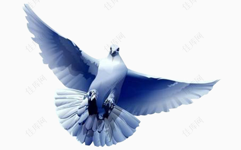 蓝色和平鸽翱翔