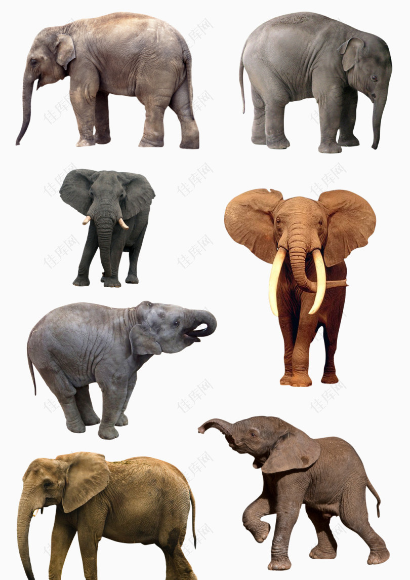 动物剪影手绘图片大象