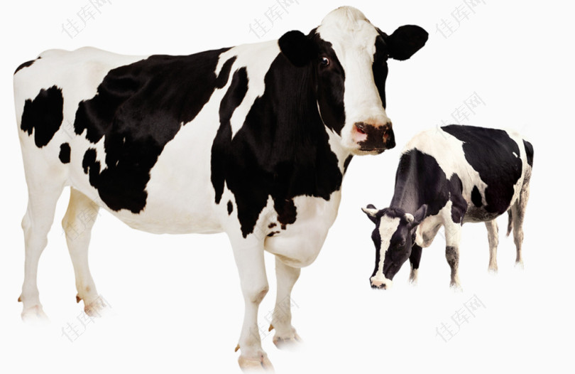 原生态奶牛素材背景