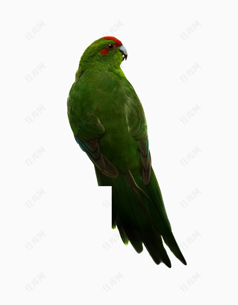 红头绿背鹦鹉