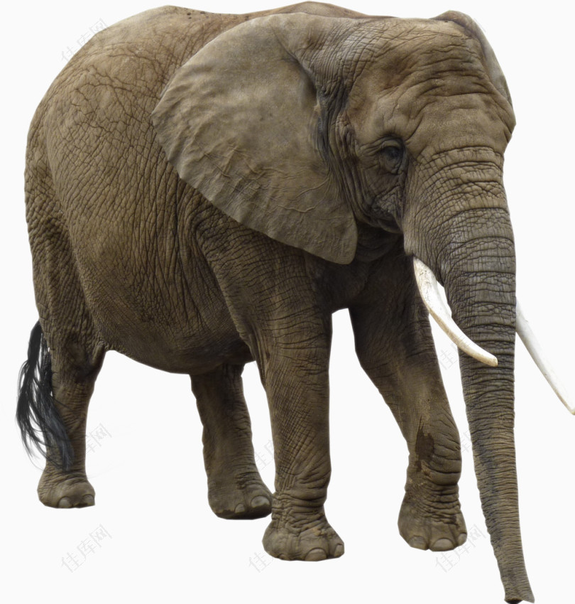 动物图片素材动物大象