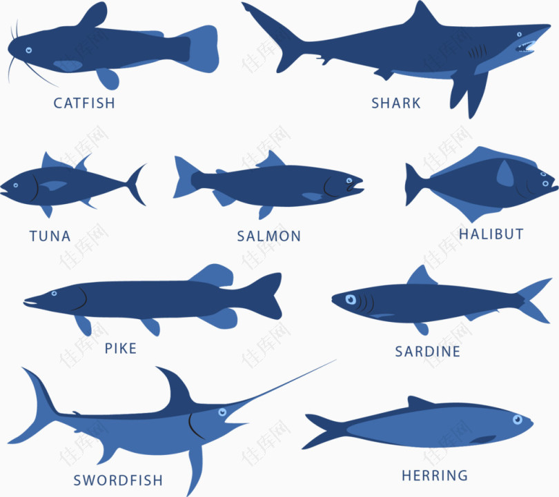深蓝色海洋鱼类