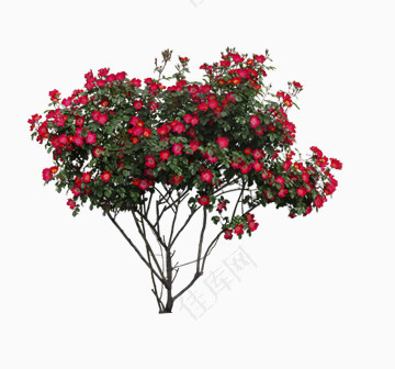 植物灌木红色花朵