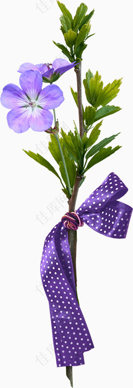 紫花素材图片