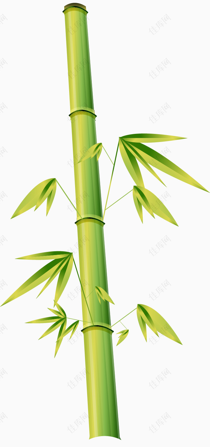 矢量手绘竹子