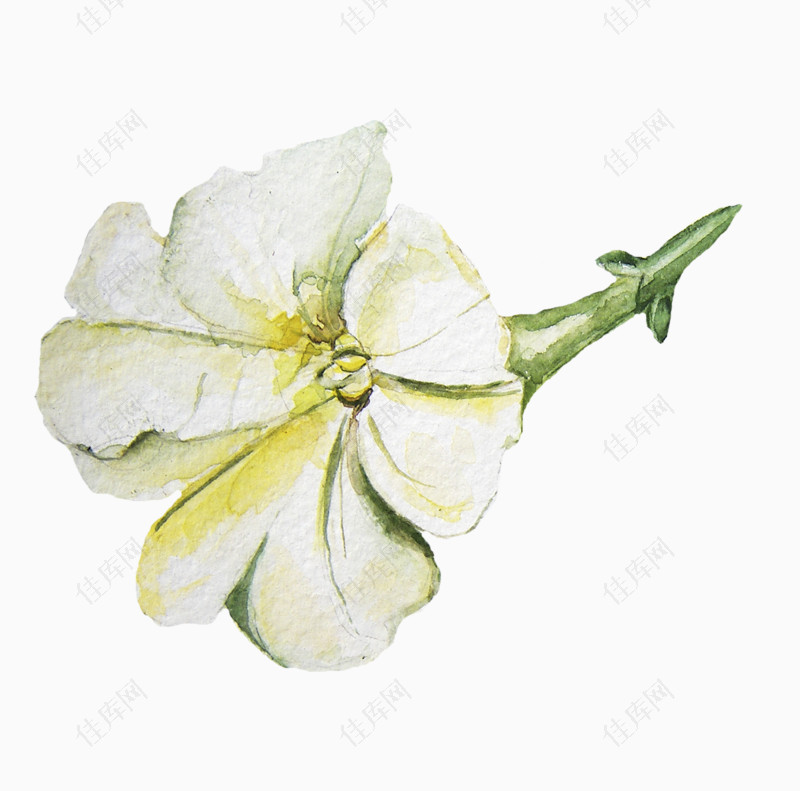 白色手绘栀子花