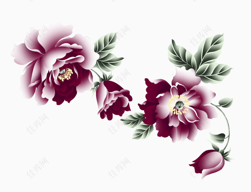 牡丹花紫红色的牡丹花