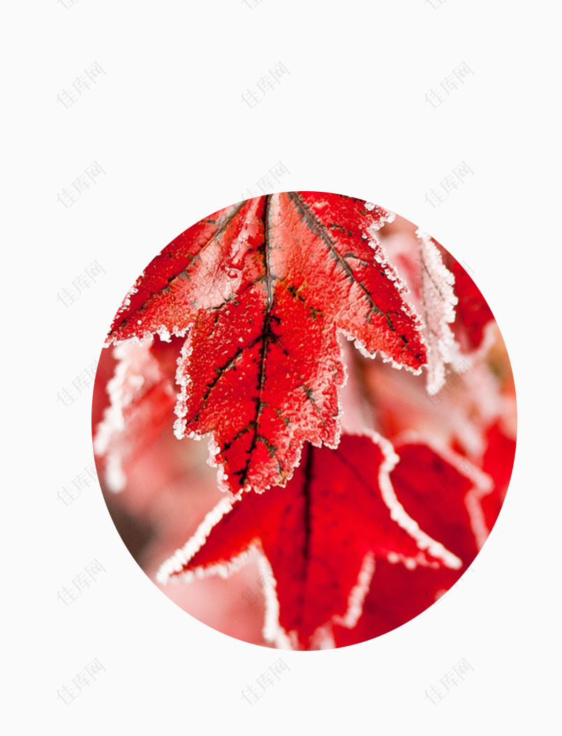 霜打红叶png元素图片素材 佳库网