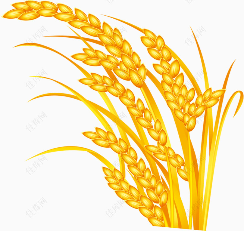 小麦五谷稻香