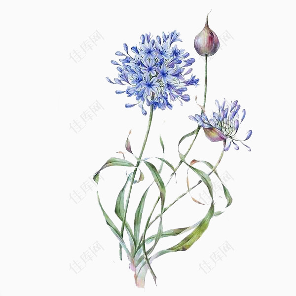 手绘蓝紫色花朵素材图