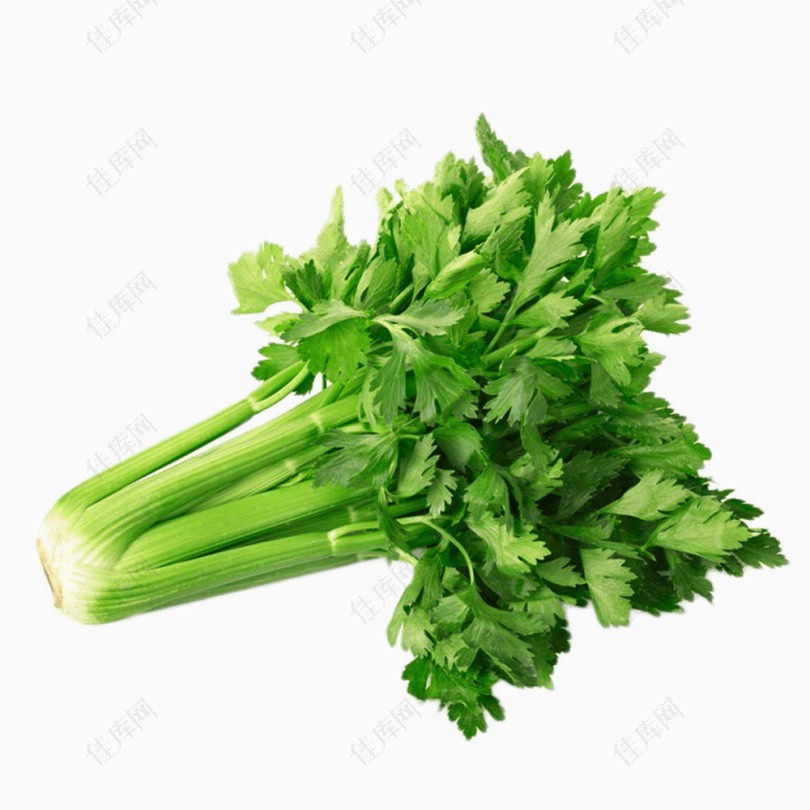 绿色新鲜芹菜