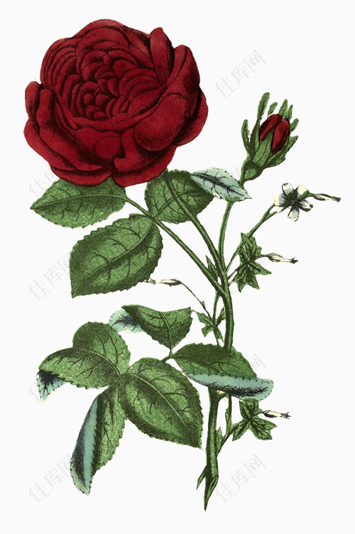 手绘花朵玫瑰