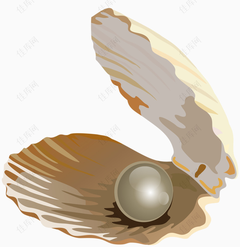 贝壳珍珠