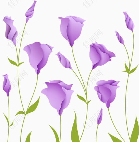 紫色花叶