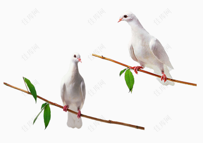 树枝上的白鸽
