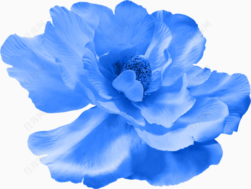 梦幻蓝色花朵