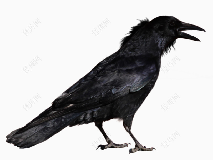 黑色小鸟乌鸦