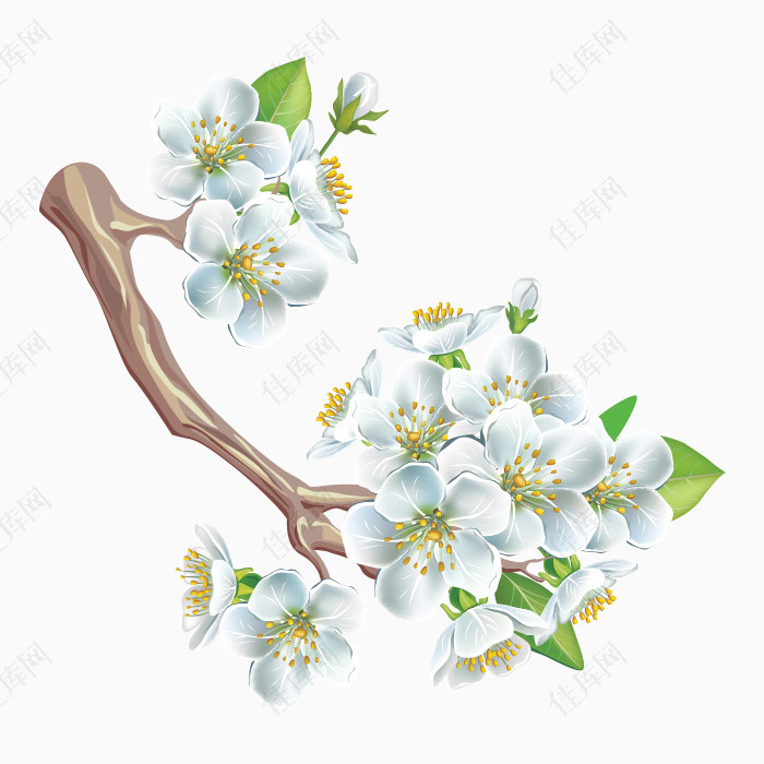 白色花朵png素材