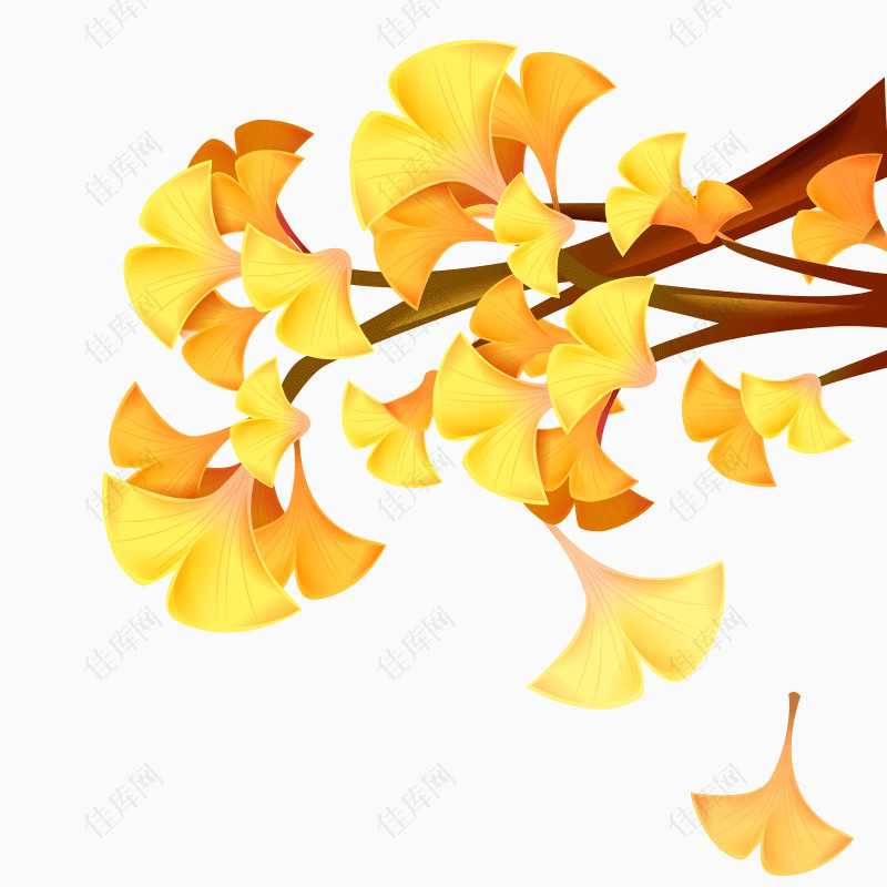 银杏树叶子装饰