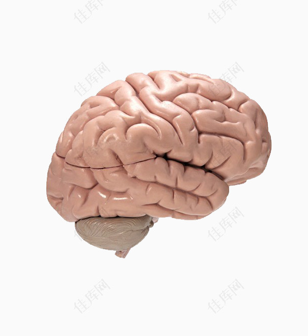 人脑结构图